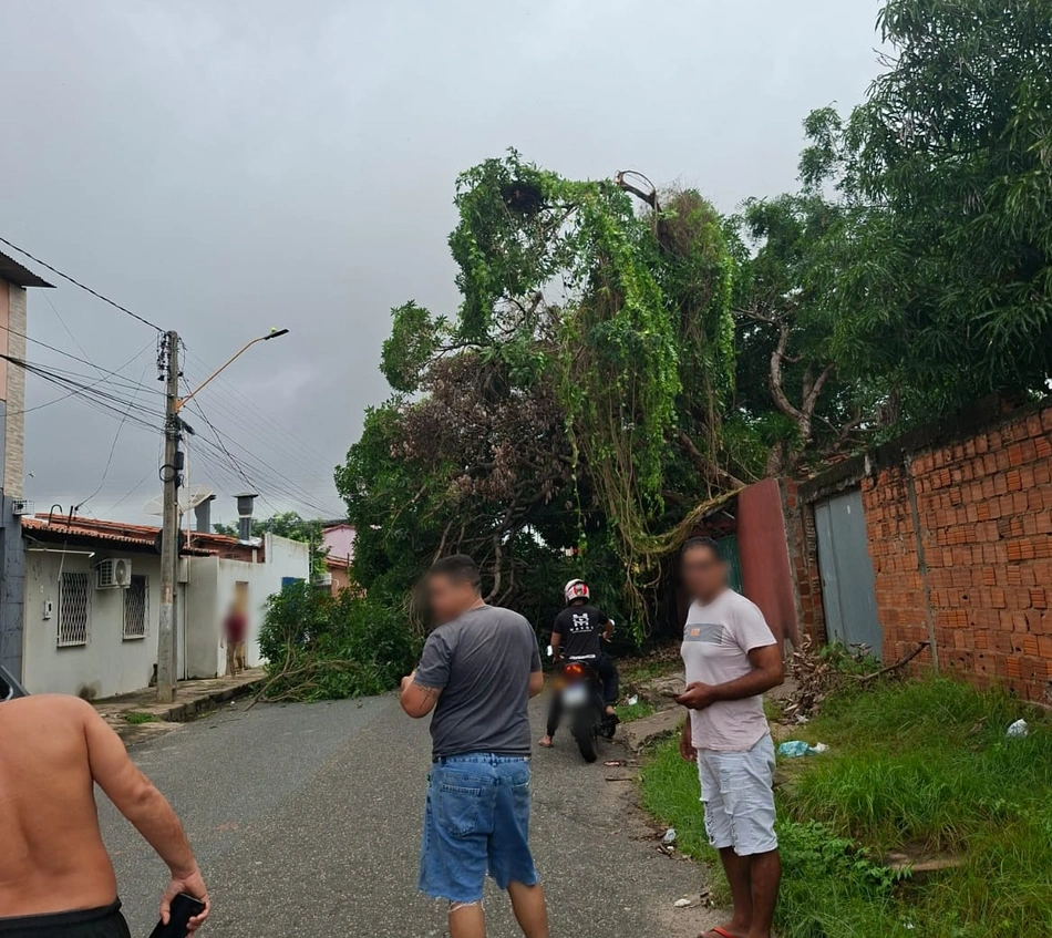 Árvore caiu e deixou rua no bairro Dirceu bloqueada