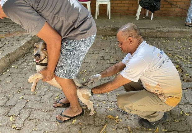 Campanha de vacinação contra a raiva