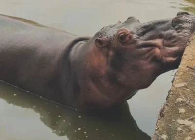 Hipopótamo-fêmea "Potinha" morreu no Zoobotânico de Teresina