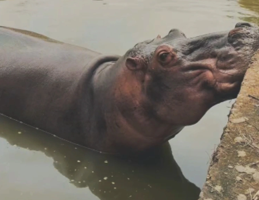 Hipopótamo-fêmea "Potinha" morreu no Zoobotânico de Teresina