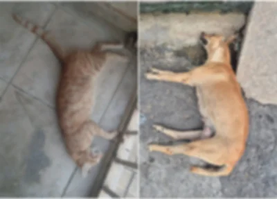 Mais de 10 animais foram mortos por envenenamento em Santa Cruz do Piauí de fevereiro a abril deste ano