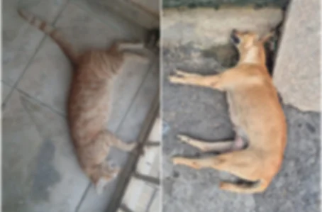 Mais de 10 animais foram mortos por envenenamento em Santa Cruz do Piauí de fevereiro a abril deste ano