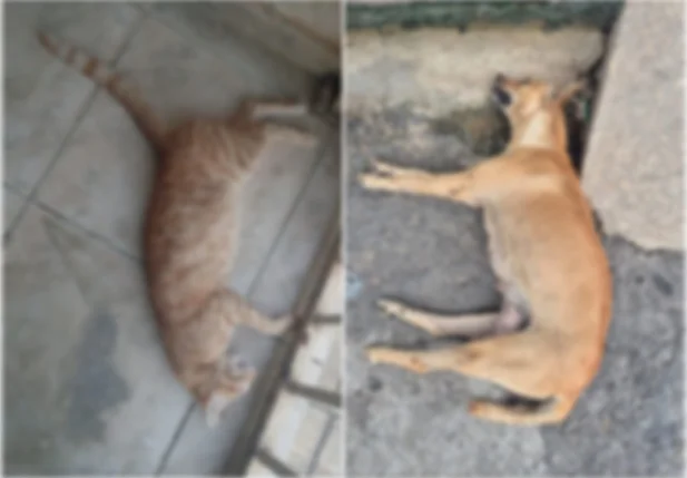 Mais de 10 animais foram mortos por envenenamento em Santa Cruz do Piauí de fevereiro a abril deste ano