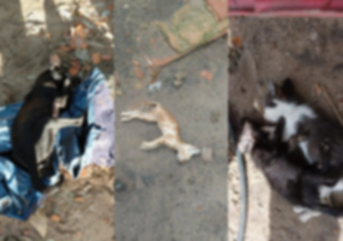 Mais de 20 animais foram encontrados mortos por suspeita de envenenamento em Parnaíba