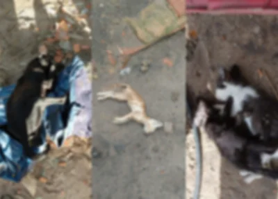 Mais de 20 animais foram encontrados mortos por suspeita de envenenamento em Parnaíba