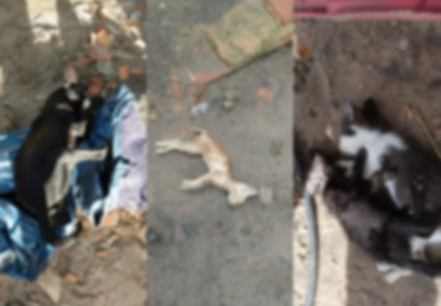 Mais de 20 animais foram encontrados mortos por suspeita de envenenamento em Parnaíba