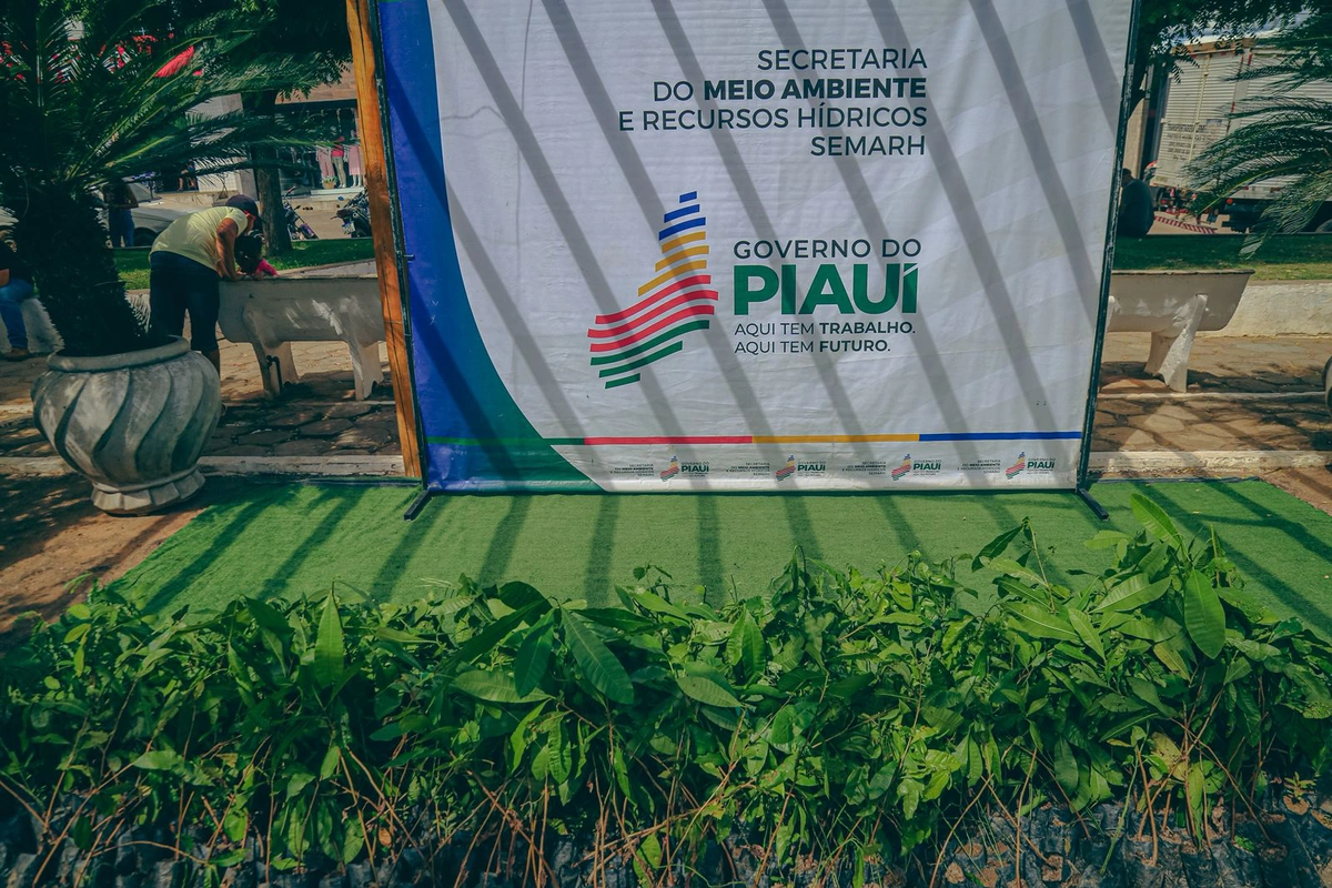 Mudas de plantas da Semarh