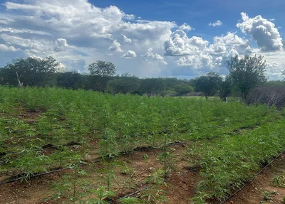 Plantação com milhares de pés de maconha