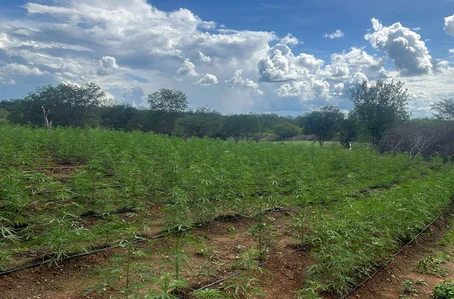 Plantação com milhares de pés de maconha