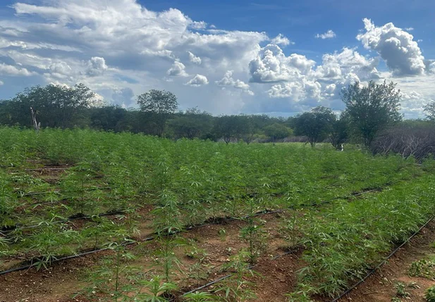 Plantação com milhares de pés de maconha