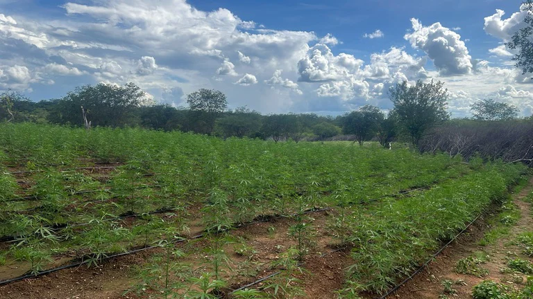 Plantação com milhares de pés de maconha