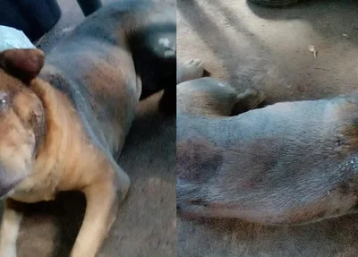 Polícia divulgou imagens do animal ferido nas redes sociais