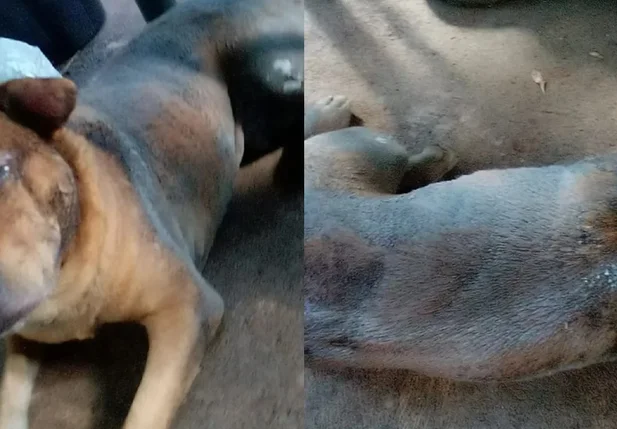 Polícia divulgou imagens do animal ferido nas redes sociais
