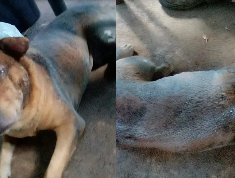 Polícia divulgou imagens do animal ferido nas redes sociais