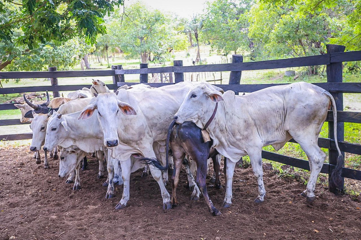 Rebanho bovino