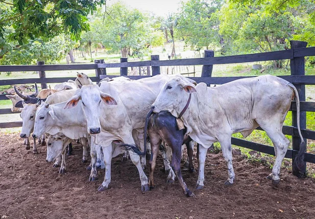 Rebanho bovino