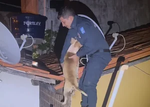 Cachorro é resgatado de telhado em Valença do Piauí