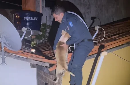 Cachorro é resgatado de telhado em Valença do Piauí