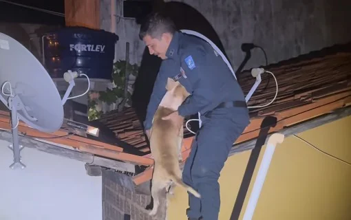 Cachorro é resgatado de telhado em Valença do Piauí