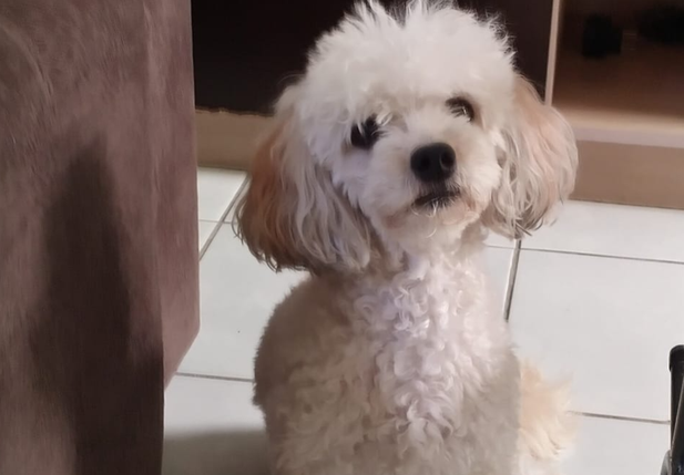 Cadela Meg