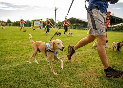 Corrida com animais