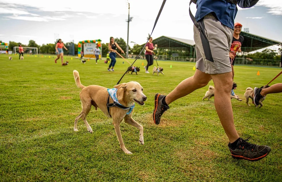 Corrida com animais