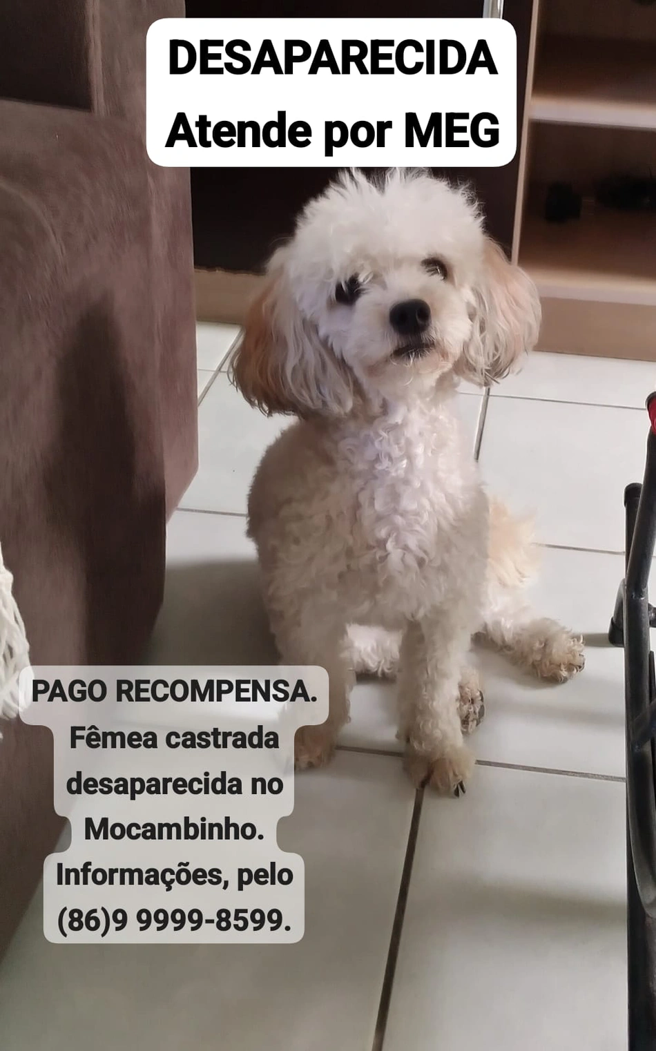 Família pede ajuda para encontrar poodle desaparecida na zona norte de Teresina