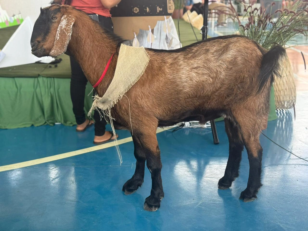 O bode também esteve no evento