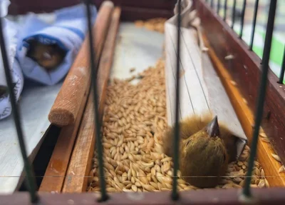 PM apreende aves silvestres e materiais usados em captura ilegal em Teresina