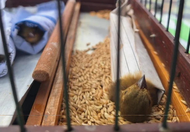PM apreende aves silvestres e materiais usados em captura ilegal em Teresina