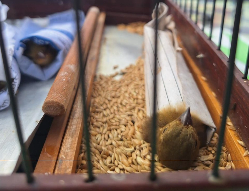 PM apreende aves silvestres e materiais usados em captura ilegal em Teresina