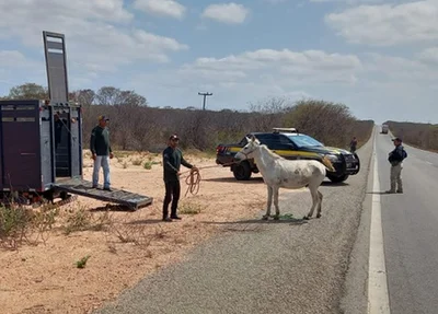 PRF recolhe mais de 40 animais soltos em vias públicas no Litoral do Piauí