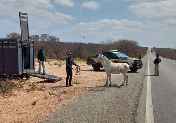 PRF recolhe mais de 40 animais soltos em vias públicas no Litoral do Piauí
