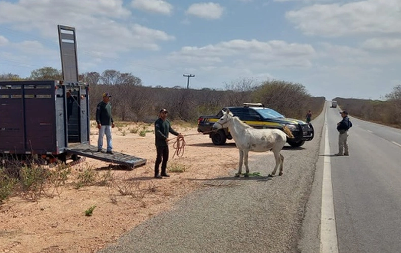 PRF recolhe mais de 40 animais soltos em vias públicas no Litoral do Piauí