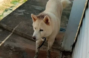 Cachorro Akita desaparecido em Timon.
