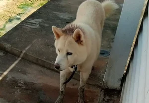 Cachorro Akita desaparecido em Timon.