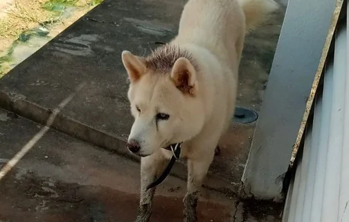 Cachorro Akita desaparecido em Timon.