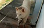 Cachorro Akita desaparecido em Timon.