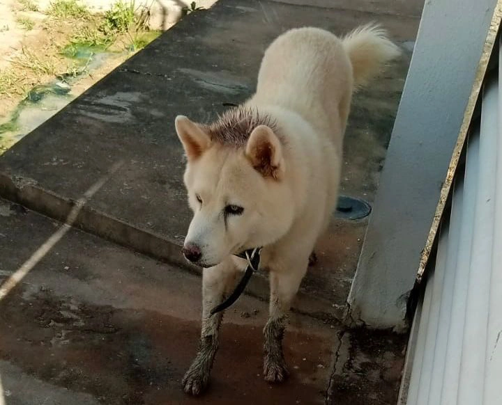 Cachorro Akita desaparecido em Timon.