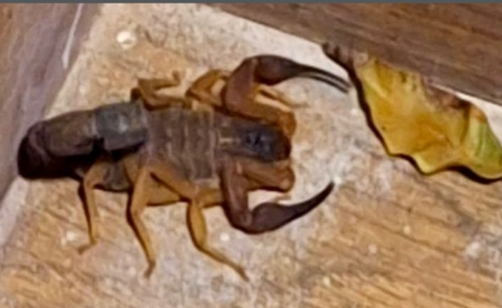Escorpião encontrado dentro da casa do vereador