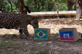 Onça Tupã "aposta" em vitória do Brasil com o Haiti