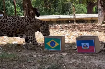Onça Tupã "aposta" em vitória do Brasil em ação no Zoobotânico de Teresina