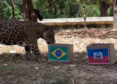 Onça Tupã “aposta” em vitória do Brasil contra o Haiti em ação no Zoobotânico de Teresina