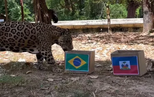 Onça Tupã “aposta” em vitória do Brasil contra o Haiti em ação no Zoobotânico de Teresina