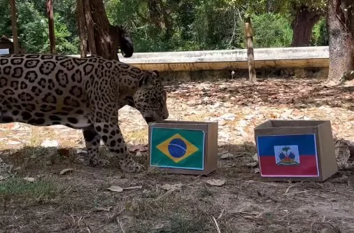 Onça Tupã “aposta” em vitória do Brasil contra o Haiti em ação no Zoobotânico de Teresina