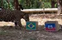 Onça Tupã “aposta” em vitória do Brasil contra o Haiti em ação no Zoobotânico de Teresina