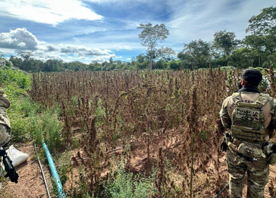 PF erradica plantação ilegal de maconha no Piauí