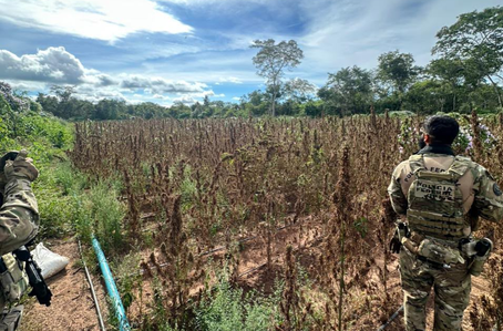 PF erradica plantação ilegal de maconha no Piauí