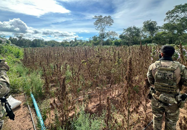 PF erradica plantação ilegal de maconha no Piauí