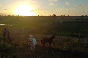 PRF recolheu animais soltos em rodovias